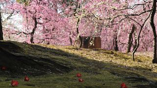 星五つの枝垂れ梅
