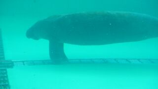 入場は無料の海洋博公園内にあります。