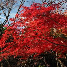 長尾平手前の紅葉