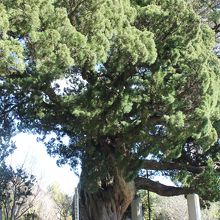 天然記念物のビャクシンの大木