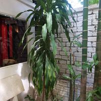 １階にはちょっとした庭、２階にはバルコニーがあります