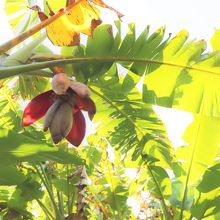 鬼の洗濯板へと下る道に咲いていた花