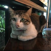 可愛い猫ちゃんがお出迎えしてくれます。