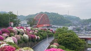 公園内の斜面に、多くのつつじの花