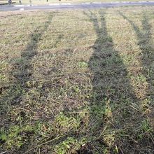 菜の花になる部分。