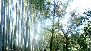 清々しい竹林の青さ