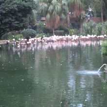 フラミンゴの池