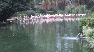 フラミンゴが印象的