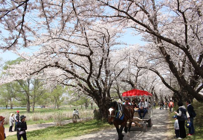 河川敷の桜並木は全国に多くありますが、やはりここは特別