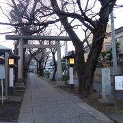長い参道に桜が並ぶ趣ある神社
