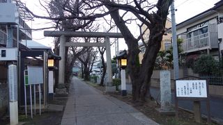長い参道に桜が並ぶ趣ある神社