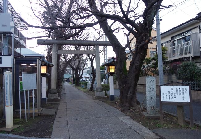 長い参道に桜が並ぶ趣ある神社