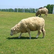 放牧されている羊
