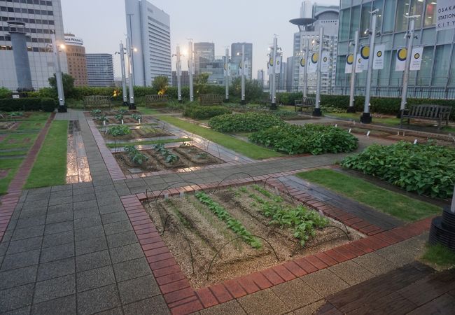 天空の農園 クチコミ アクセス 営業時間 キタ 大阪駅 梅田 フォートラベル 天空の農園 クチコミ アクセス 営業時間 キタ 大阪駅 梅田 フォートラベル