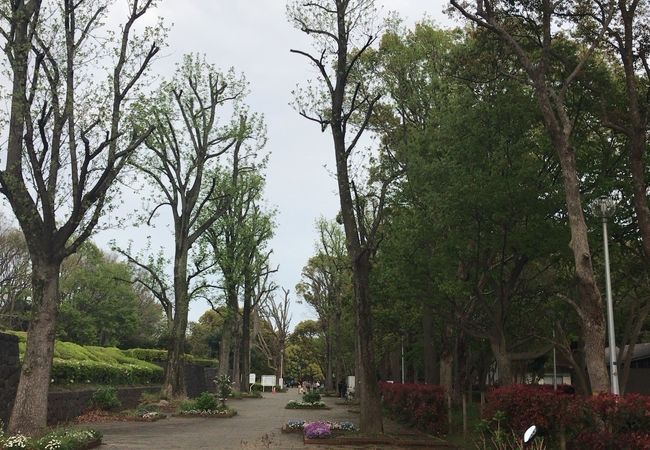 県立行田公園 クチコミ アクセス 営業時間 船橋 習志野 フォートラベル