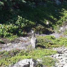 奥聖岳に行く途中にライチョウ