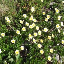 チングルマ　運が良いとキバナシャクナゲも