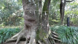 御神木をみな撫でてる様子。