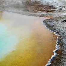 プールのそばにあるバイソンのうんち「