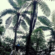 ヒカゲヘゴの成木はさすがに大きいですね～！！