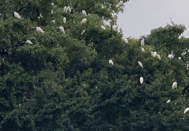 たくさんの白い鳥