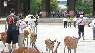 鹿にせんべいをお勧め