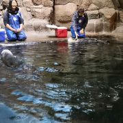 ラッコが2匹いる貴重な水族園