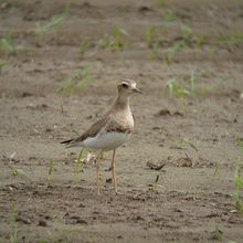 珍鳥オオチドリ