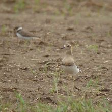 珍鳥オオチドリ