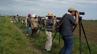 珍鳥オオチドリが見られました。
