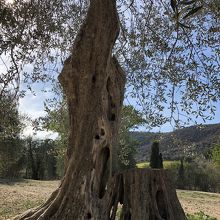 オリーブの老木