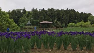 芝生広場あり、池あり、花ありと変化に富んだ公園