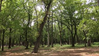 練馬区最大の公園