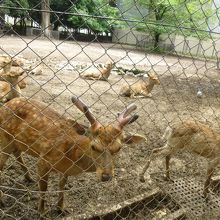 神鹿園