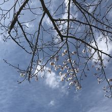 咲き初めの桜の花