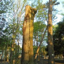 2019年の台風15号により枝が折れてしまったシラカシの木