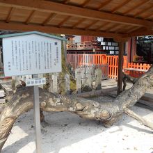 武信稲荷神社のエノキ