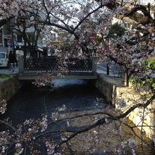 高瀬川沿いの桜