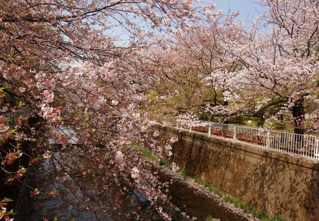 野川の桜 クチコミ アクセス 営業時間 調布 狛江 フォートラベル