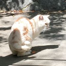 公園にいた猫