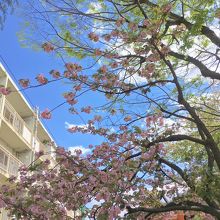 葉が混じる八重桜