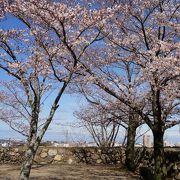 お花見ができました