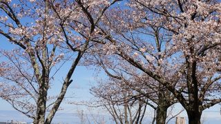 お花見ができました