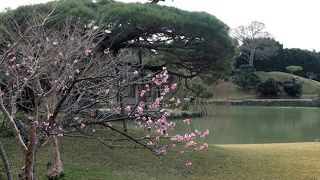 1-2月には寒緋桜も観賞できます