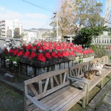 くつろぐ猫たちです