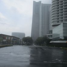 みなとみらい さくら通り