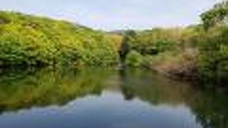 木々のみため麗しい