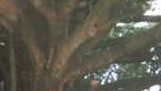 沖縄文化の体験