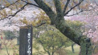 さくらの咲く季節