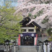 参道沿いに桜が数本